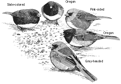 Junco, Habitat, Bird, Migration, Species Drawing