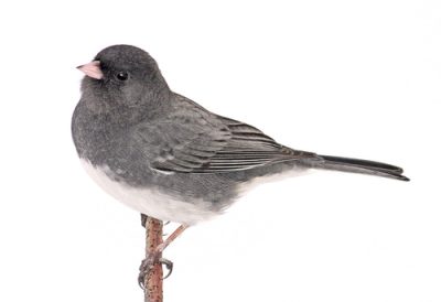 Junco, Bird, Migration, Habitat, Species Drawing