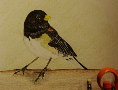 Junco, Species, Song, Bird, Habitat Drawing