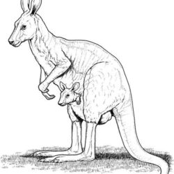 Kangaroo Drawing