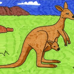 Kangaroo Drawing Amazing Sketch