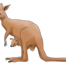 Kangaroo Drawing Artistic Sketching