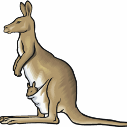 Kangaroo Drawing Detailed Sketch