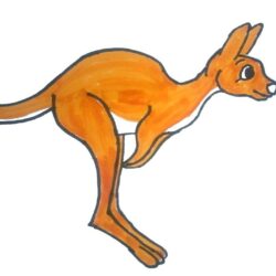 Kangaroo Drawing Hand Drawn