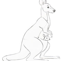 Kangaroo Drawing Image