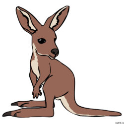 Kangaroo Drawing Modern Sketch