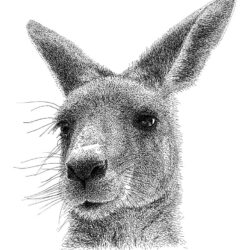 Kangaroo Drawing Realistic Sketch