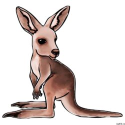 Kangaroo Drawing Stunning Sketch