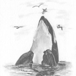 Killer Whale Drawing