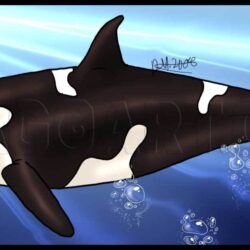 Killer Whale Drawing Amazing Sketch