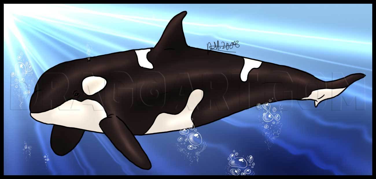 Killer Whale Drawing Amazing Sketch