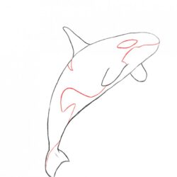 Killer Whale Drawing Art