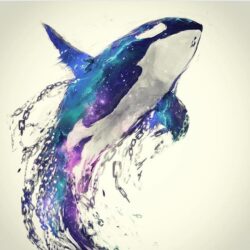 Killer Whale Drawing Artistic Sketching