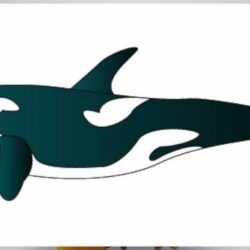 Killer Whale Drawing Creative Style