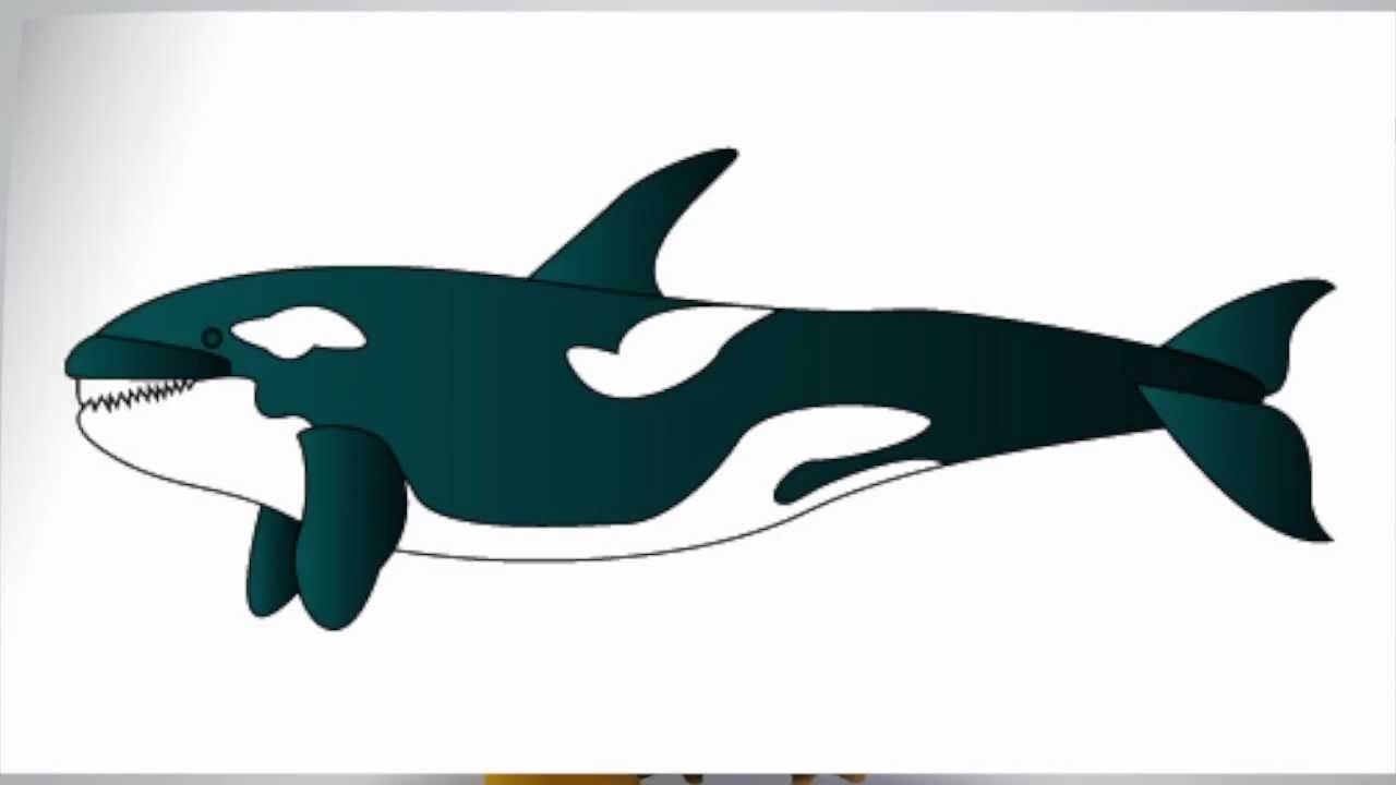 Killer Whale Drawing Creative Style