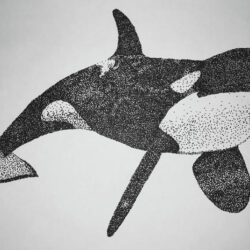 Killer Whale Drawing Detailed Sketch