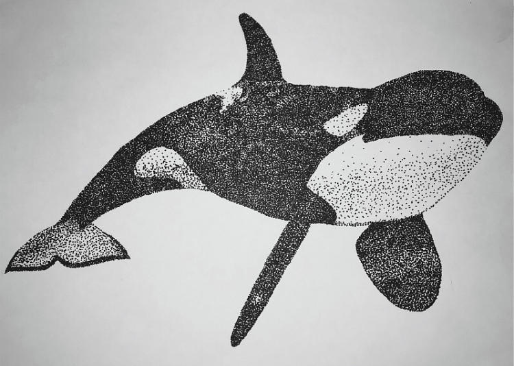 Killer Whale Drawing Detailed Sketch