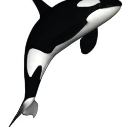 Killer Whale Drawing Fine Art