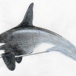 Killer Whale Drawing Hand Drawn