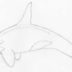 Killer Whale Drawing Modern Sketch