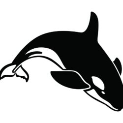 Killer Whale Drawing Photo