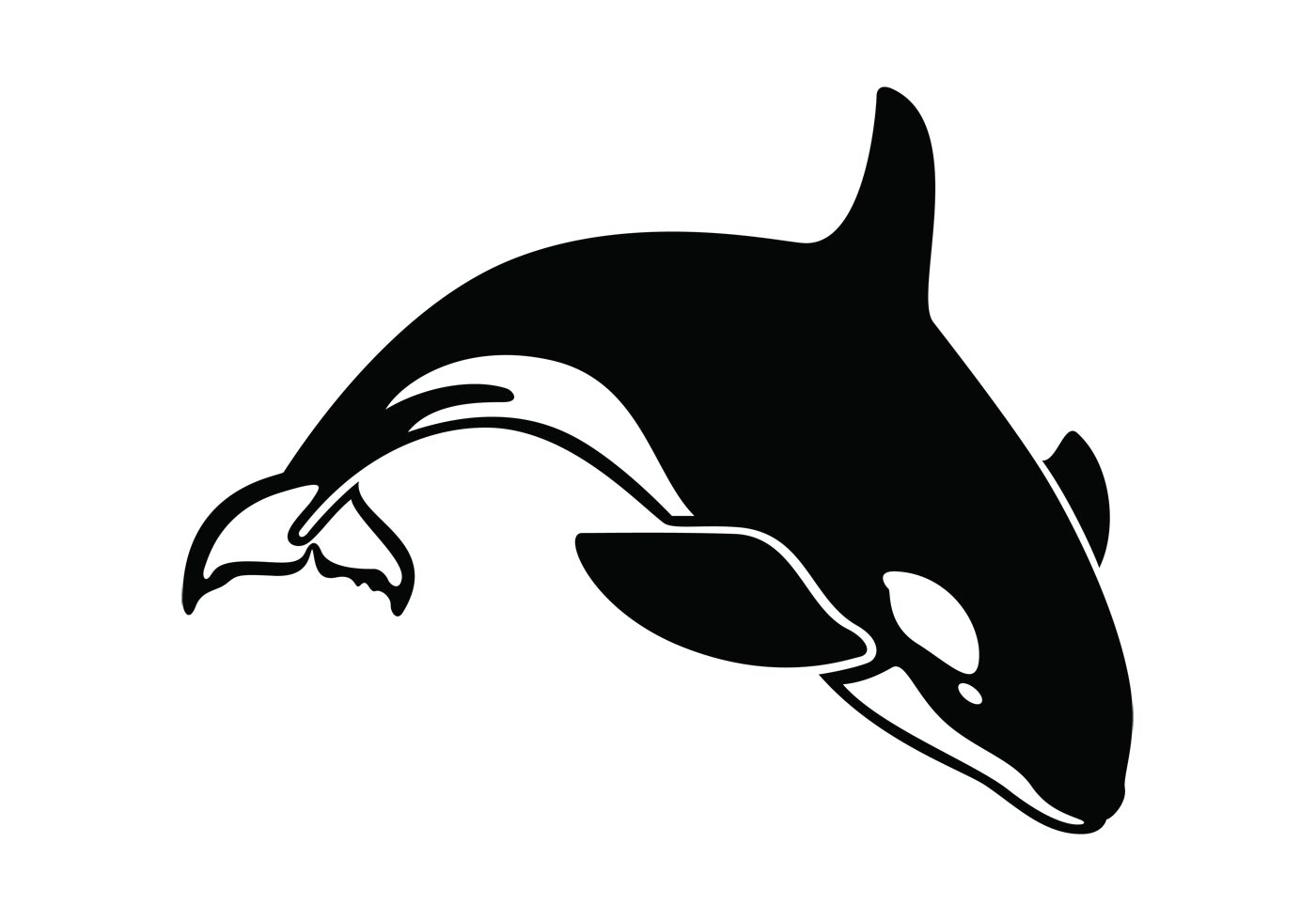 Killer Whale Drawing Photo