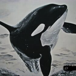 Killer Whale Drawing Picture