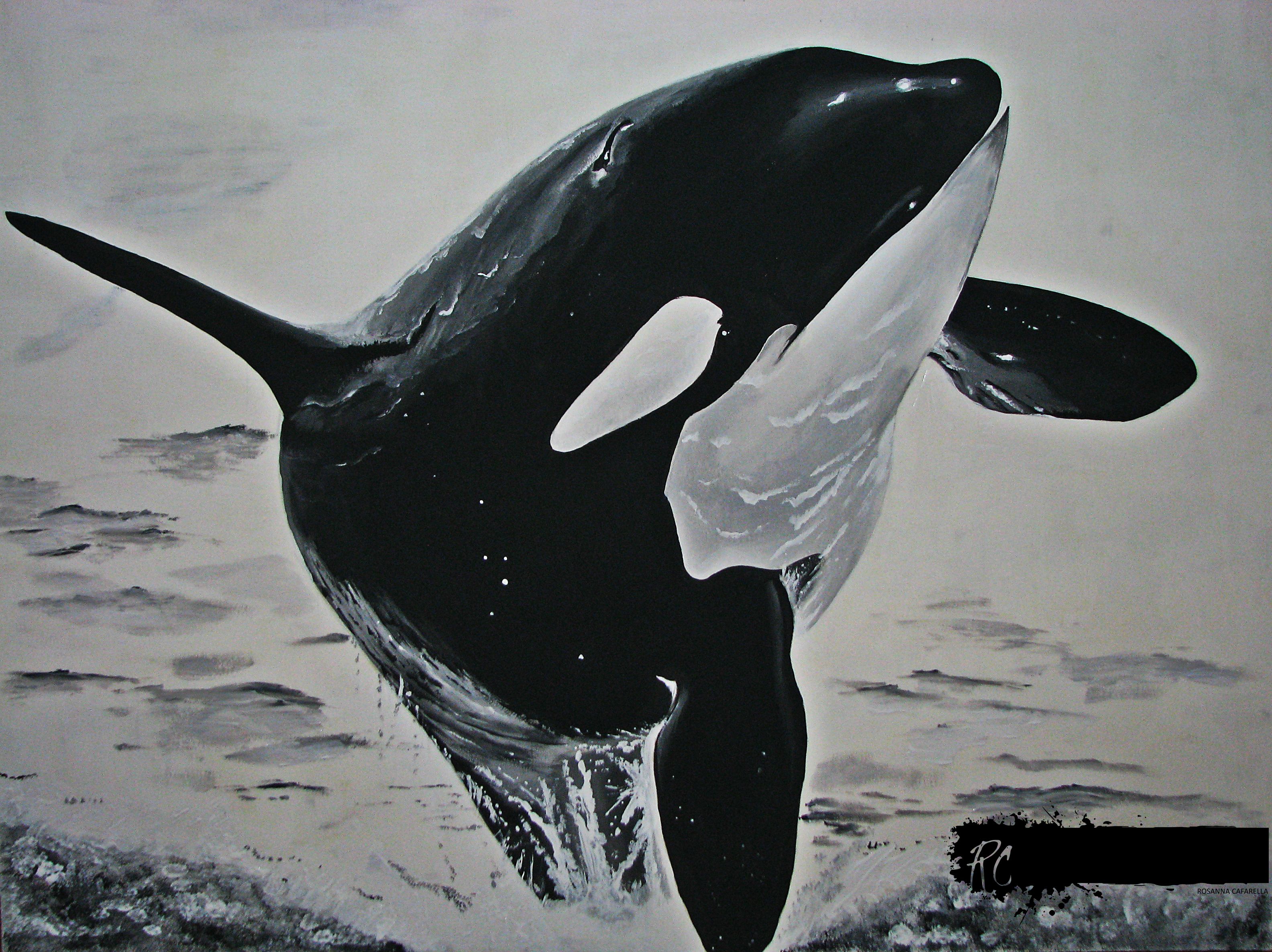 Killer Whale Drawing Picture