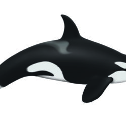 Killer Whale Drawing Realistic Sketch