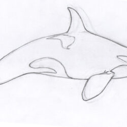 Killer Whale Drawing Sketch