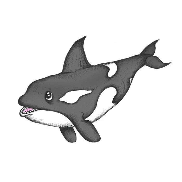 Killer Whale Drawing Stunning Sketch
