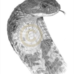 King Cobra Drawing Amazing Sketch