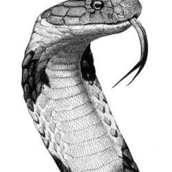 King Cobra Drawing Art