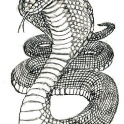 King Cobra Drawing Hand Drawn Sketch