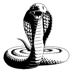 King Cobra Drawing Sketch