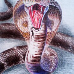 King Cobra Drawing Stunning Sketch