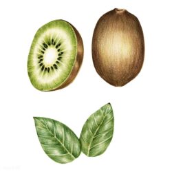 Kiwi Drawing