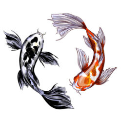 Koi Drawing Beautiful Artwork