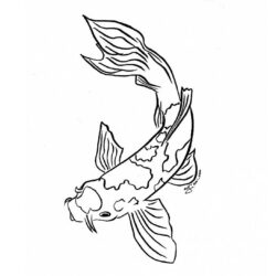 Koi Drawing Detailed Sketch