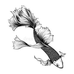 Koi Drawing Fine Art