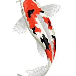 Koi Drawing Professional Artwork