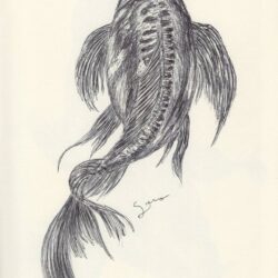 Koi Drawing Realistic Sketch