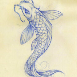 Koi Fish Drawing