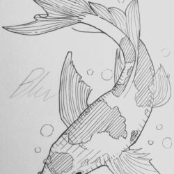 Koi Fish Drawing Fine Art