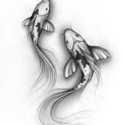 Koi Fish Drawing Hand Drawn