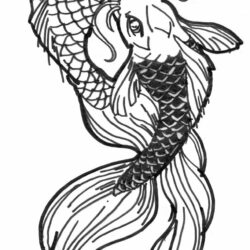 Koi Fish Drawing Modern Sketch