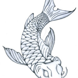 Koi Fish Drawing Picture