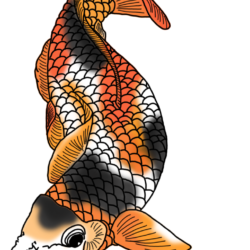 Koi Fish Drawing Realistic Sketch