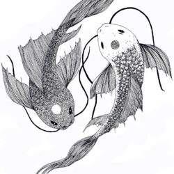 Koi Fish Drawing Stunning Sketch