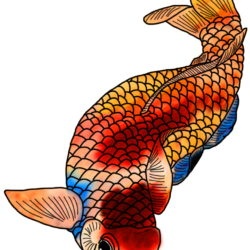 Koi Fish Drawing Unique Art